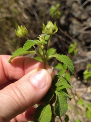 Lantana involucrata