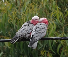 Eolophus roseicapilla albiceps