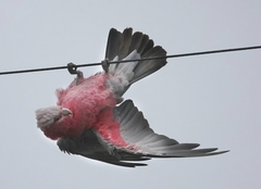 Eolophus roseicapilla albiceps