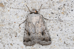Proteuxoa amaurodes