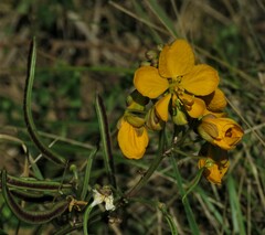 Senna scabriuscula