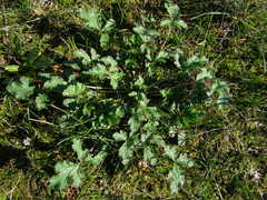 Erodium crinitum