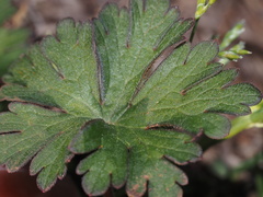 Geranium carolinianum