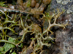 Cetraria aculeata