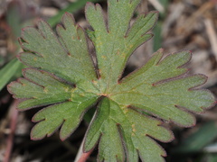 Geranium carolinianum