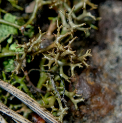 Cetraria aculeata