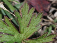 Geranium carolinianum