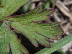 Geranium carolinianum