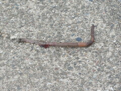 Lumbricus