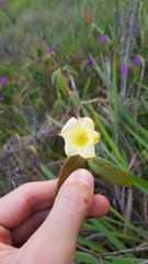 Mandevilla scabra