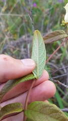 Mandevilla scabra