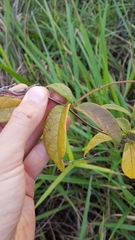 Mandevilla scabra
