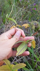 Mandevilla scabra