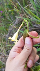Mandevilla scabra