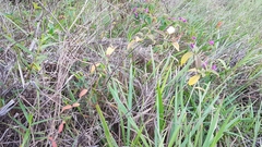 Mandevilla scabra