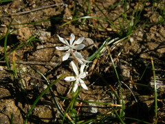 Wurmbea dioica