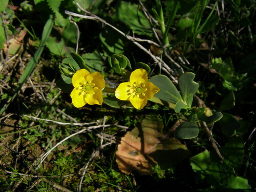 Image of Roepera glauca by (c) Elspeth Swan, some rights reserved (CC BY)