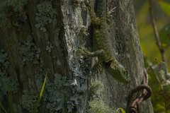 Sceloporus taeniocnemis