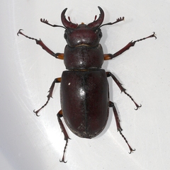 Lucanus capreolus