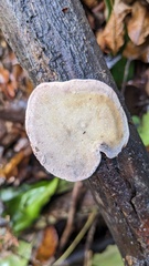Polyporaceae