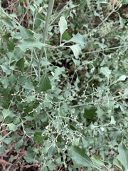 Chenopodium parabolicum