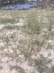 Malacothrix saxatilis