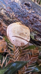 Polyporaceae