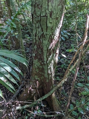 Prunus occidentalis