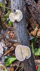 Polyporaceae