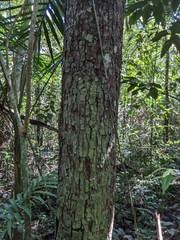 Prunus occidentalis