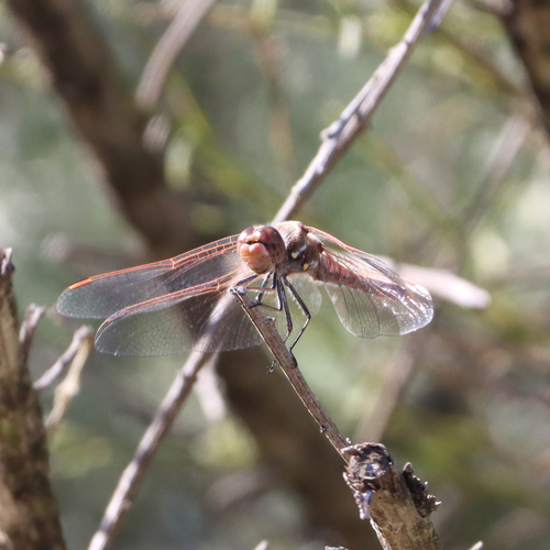 iNaturalist observation photo of Variegated Meadowhawk