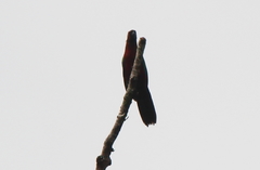 Prosopeia tabuensis