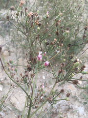 Malacothrix saxatilis