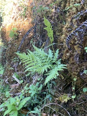 Botrypus virginianus