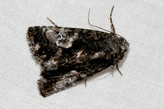 Aedia leucomelas