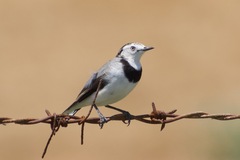 Epthianura albifrons