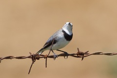 Epthianura albifrons