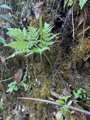 Botrypus virginianus