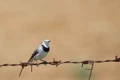 Epthianura albifrons