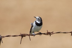 Epthianura albifrons