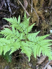 Botrypus virginianus