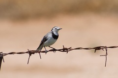 Epthianura albifrons