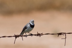 Epthianura albifrons