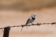 Epthianura albifrons