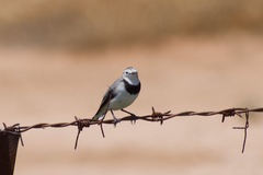 Epthianura albifrons