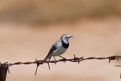Epthianura albifrons