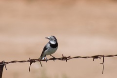Epthianura albifrons
