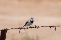 Epthianura albifrons