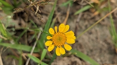 Thymophylla tenuiloba