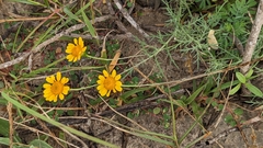 Thymophylla tenuiloba
